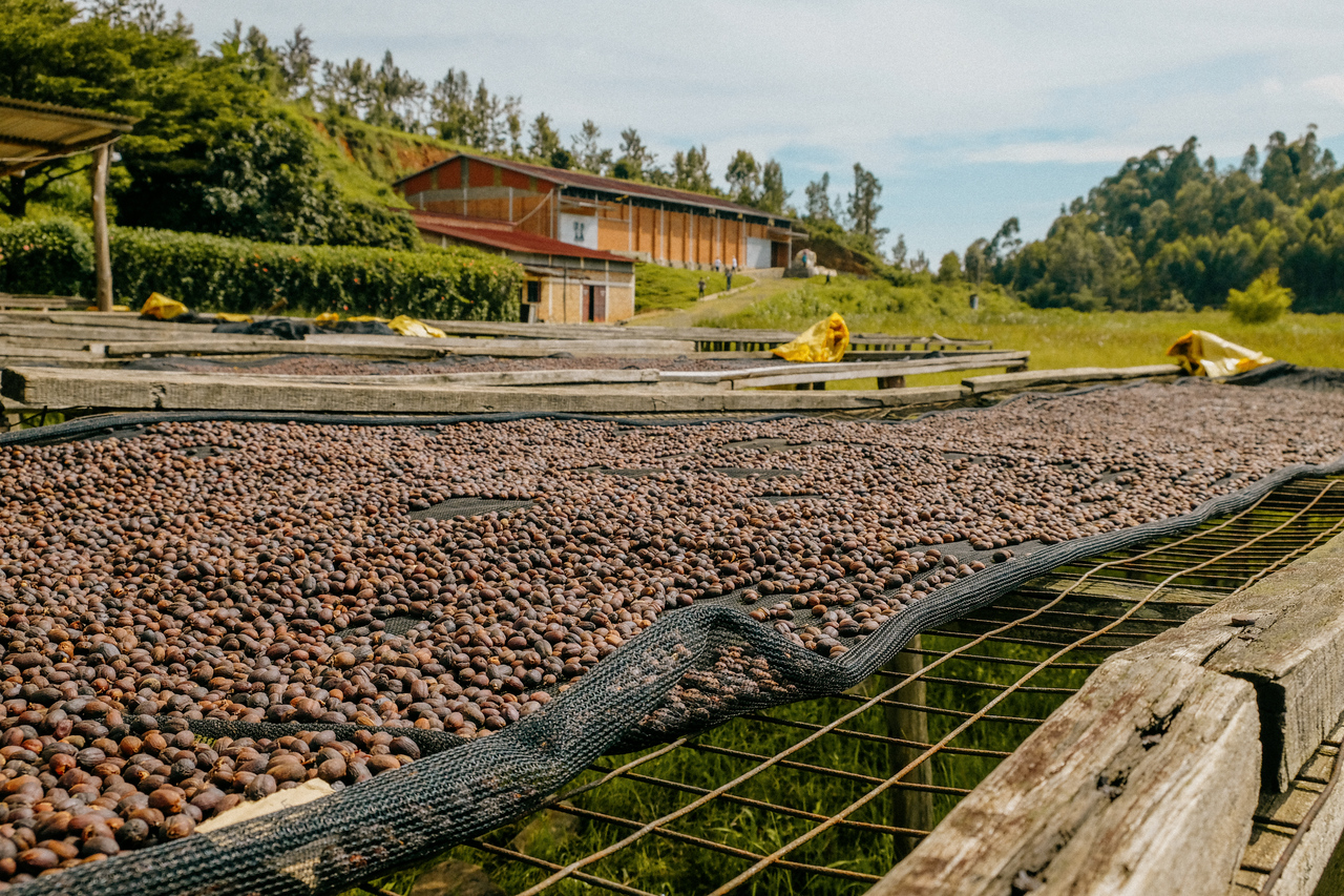 Detail sušených kávových třešní z oblasti Bisoke ve Rwandě