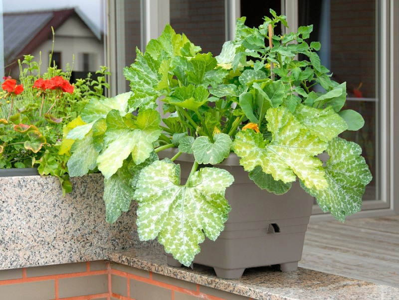 Jak pěstovat CUKETY?