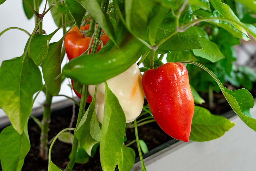 Jak pěstovat PAPRIKY?