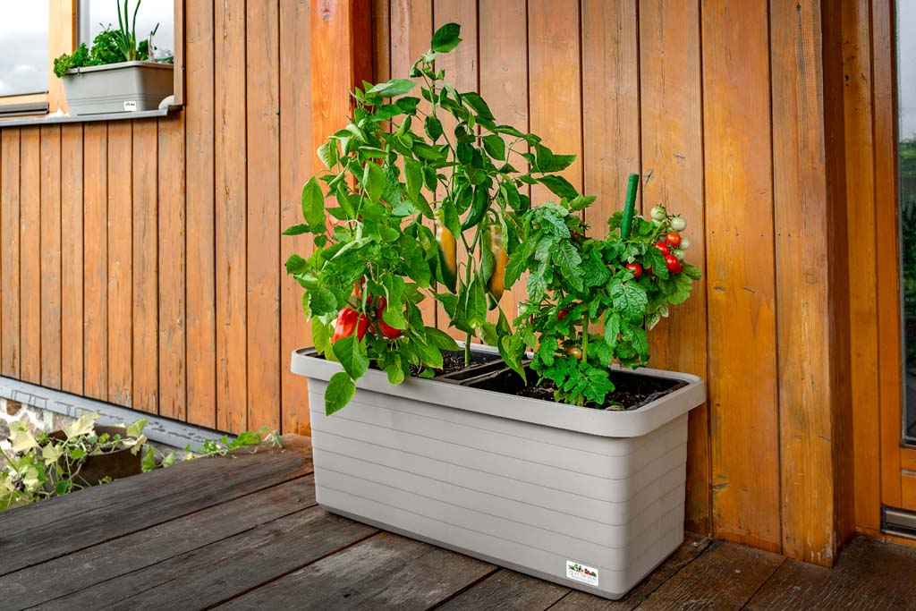 Pěstujeme v truhlíku