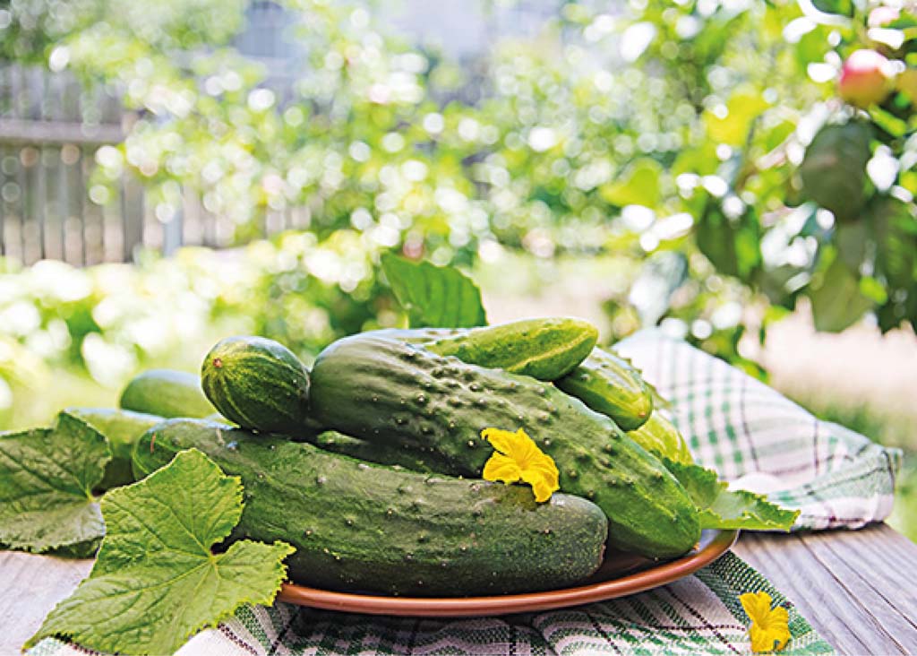 Jak pěstovat OKURKY?