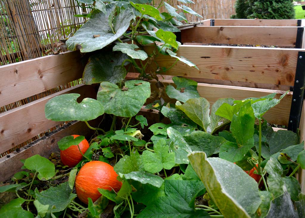 Jak na pěstování dýní