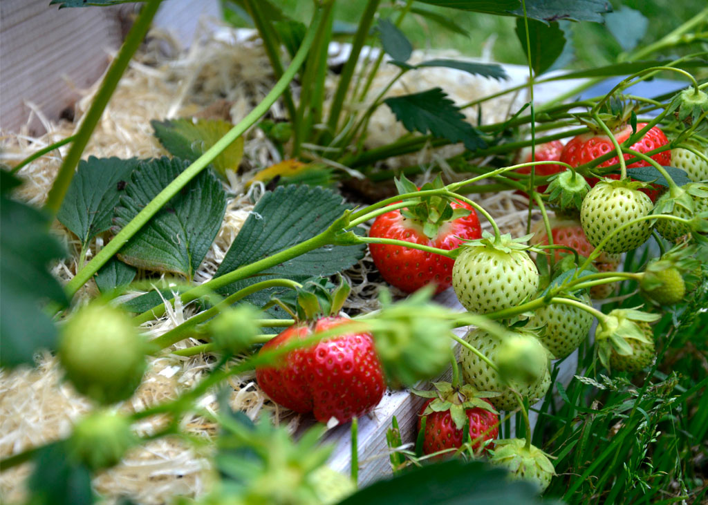 Pyramidové záhony na jahody