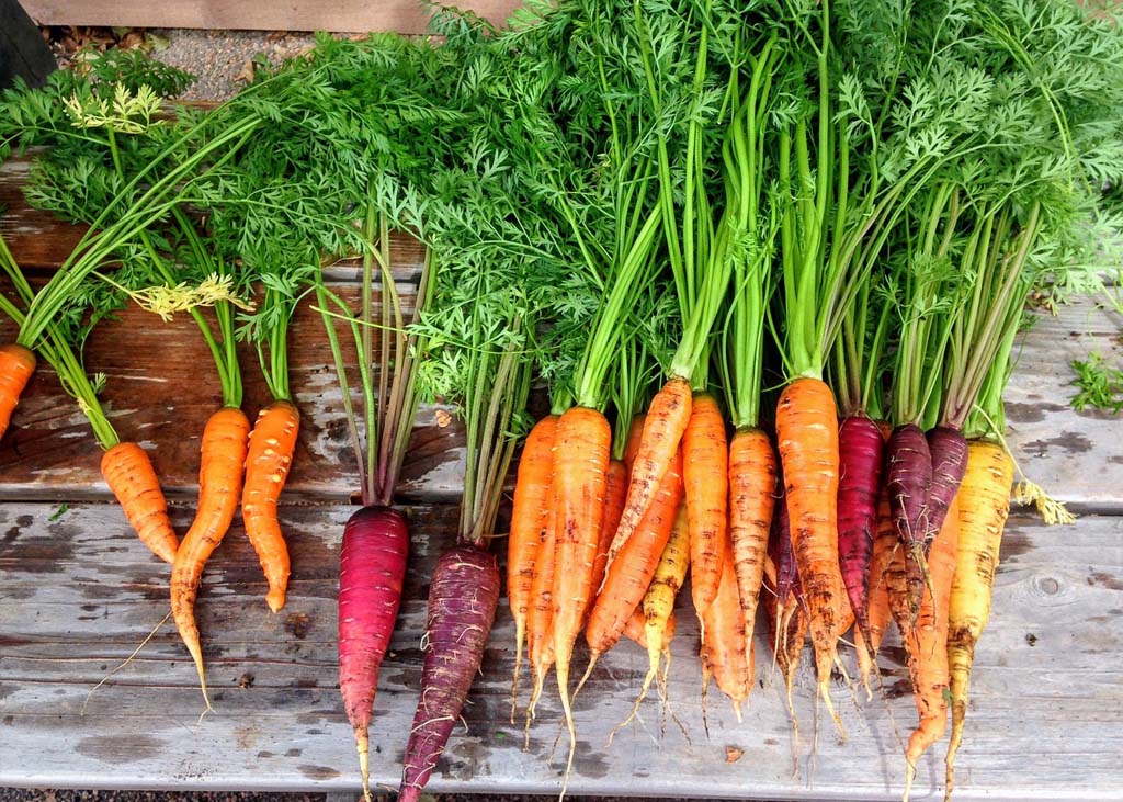 Jak na pěstování mrkve