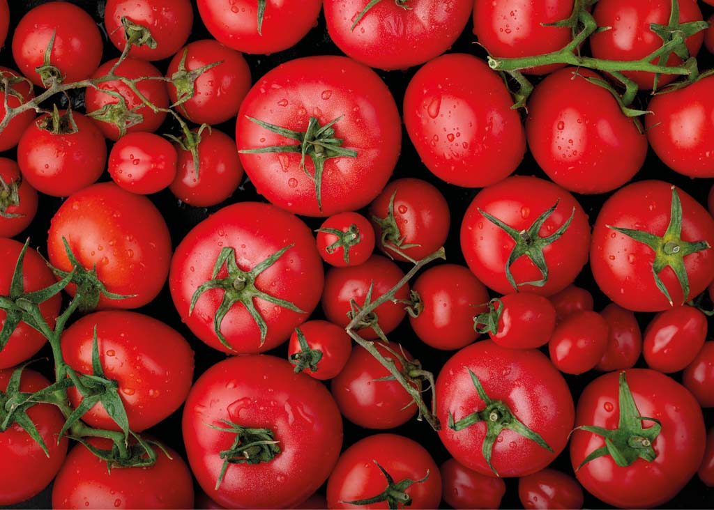 Jak pěstovat rajčata od semínka až po sklizeň