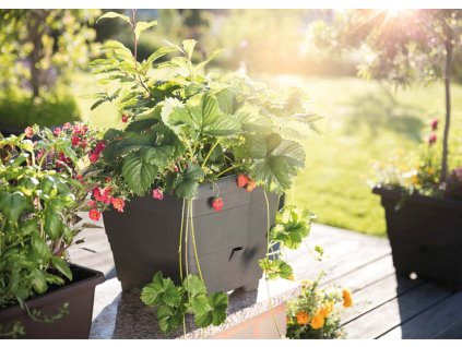 PT bez popisku jahody