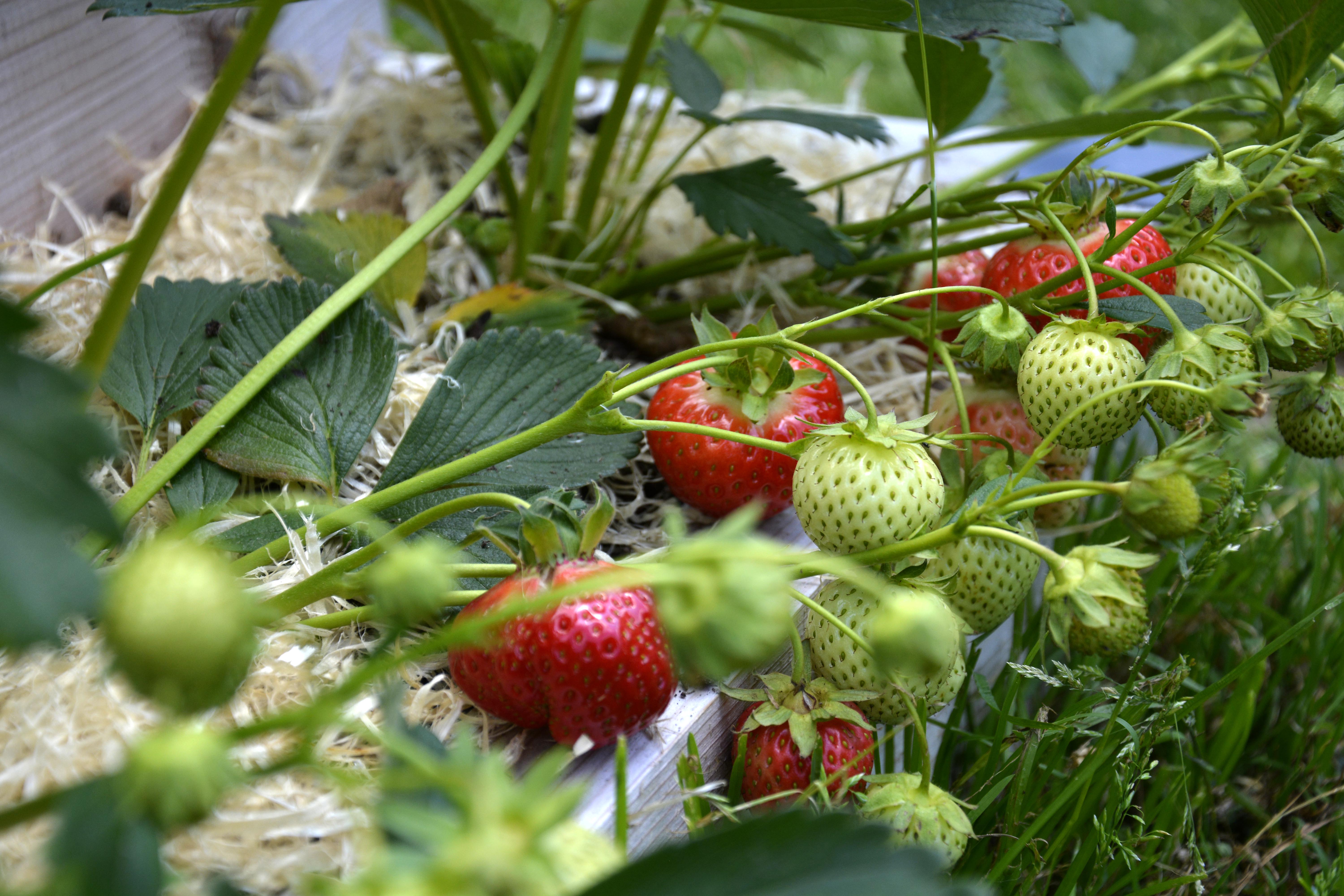 Jahody a kaskáda patria k sebe