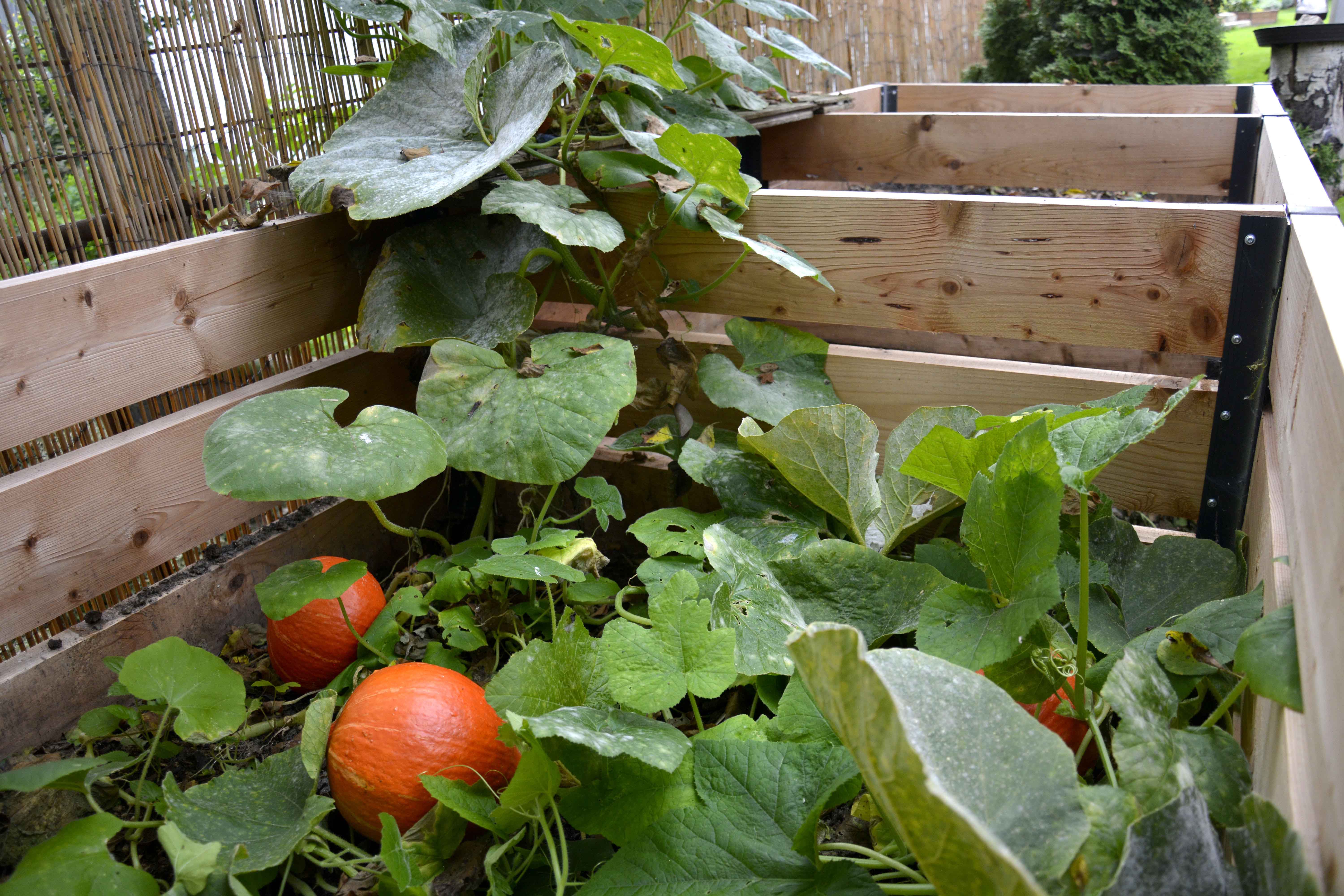 Ako pestovať tekvice