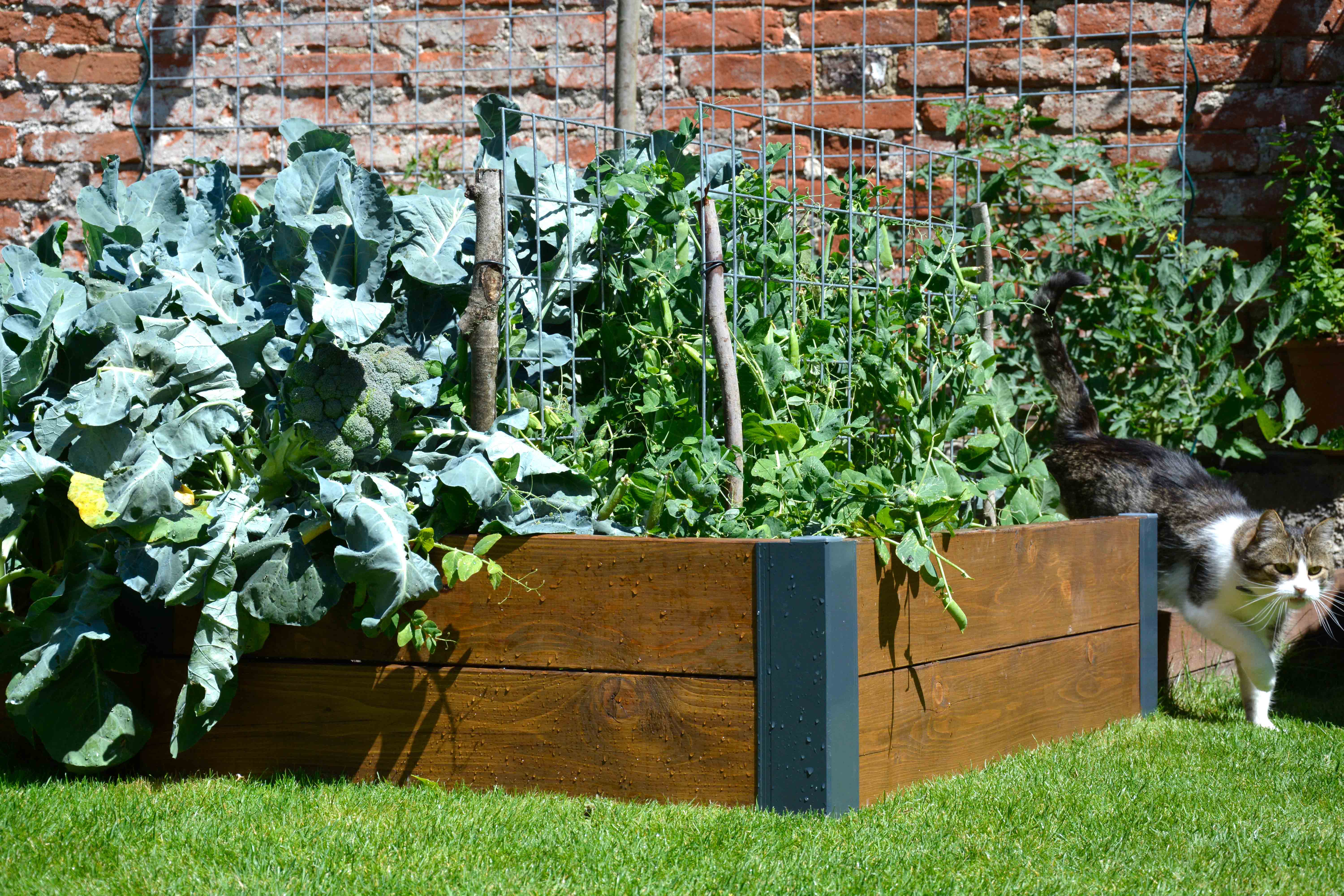 Pestovanie podľa tratí