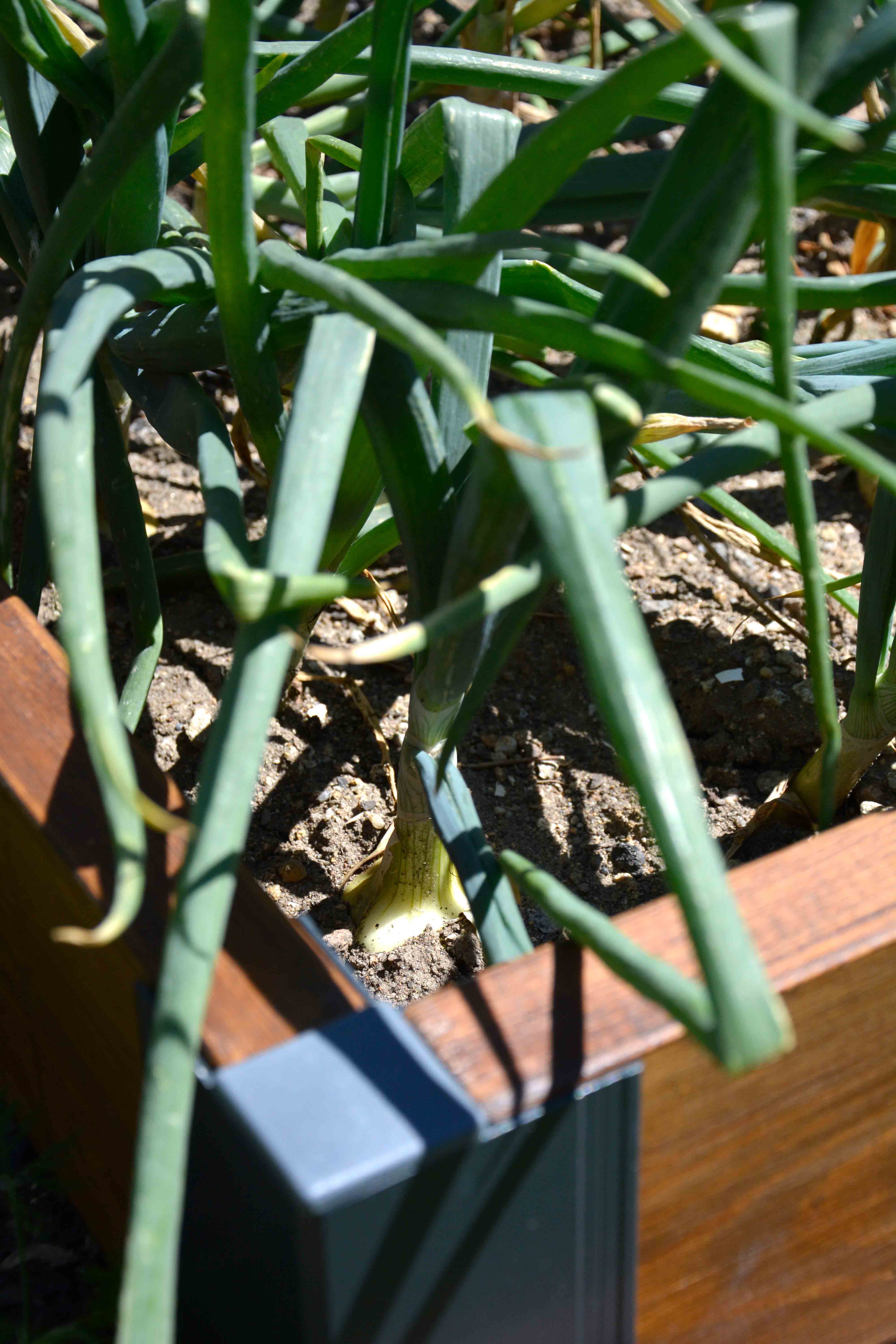 Ako najlepšie zorganizovať záhon?