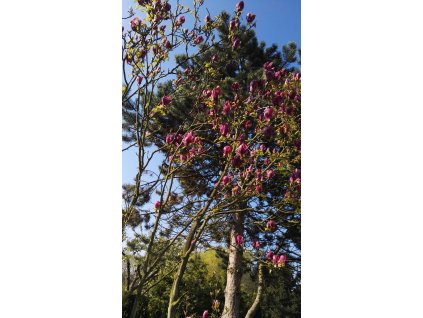 Harmonizace zahrad a prostorů