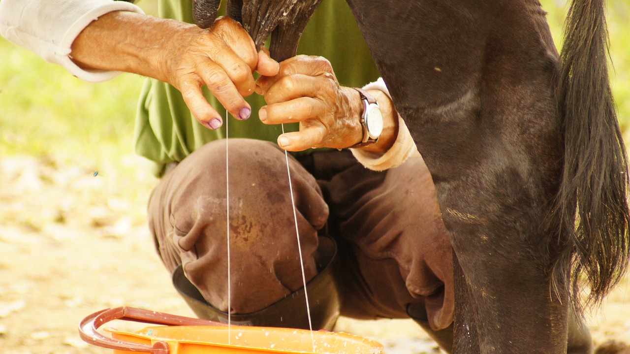 Ako odnaučiť kravu kopať pri dojení: Praktické rady pre chovateľov