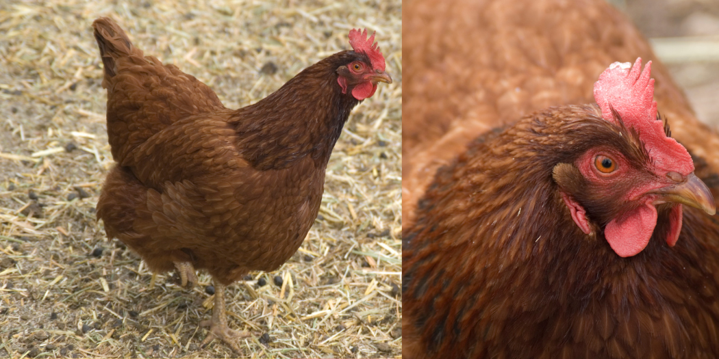 Hempšírka – produktívna a odolná sliepka pre váš chov