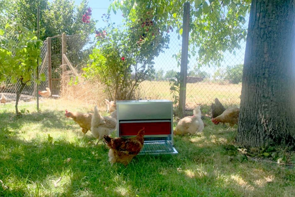 Krmitká pre sliepky: Odolné proti vrabcom až po automatické riešenia