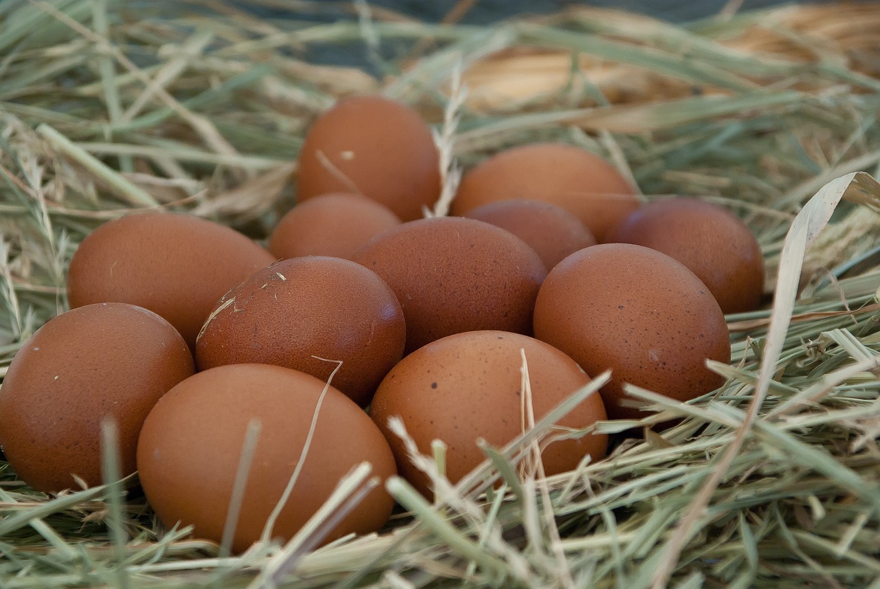 eggs-3454334_1280