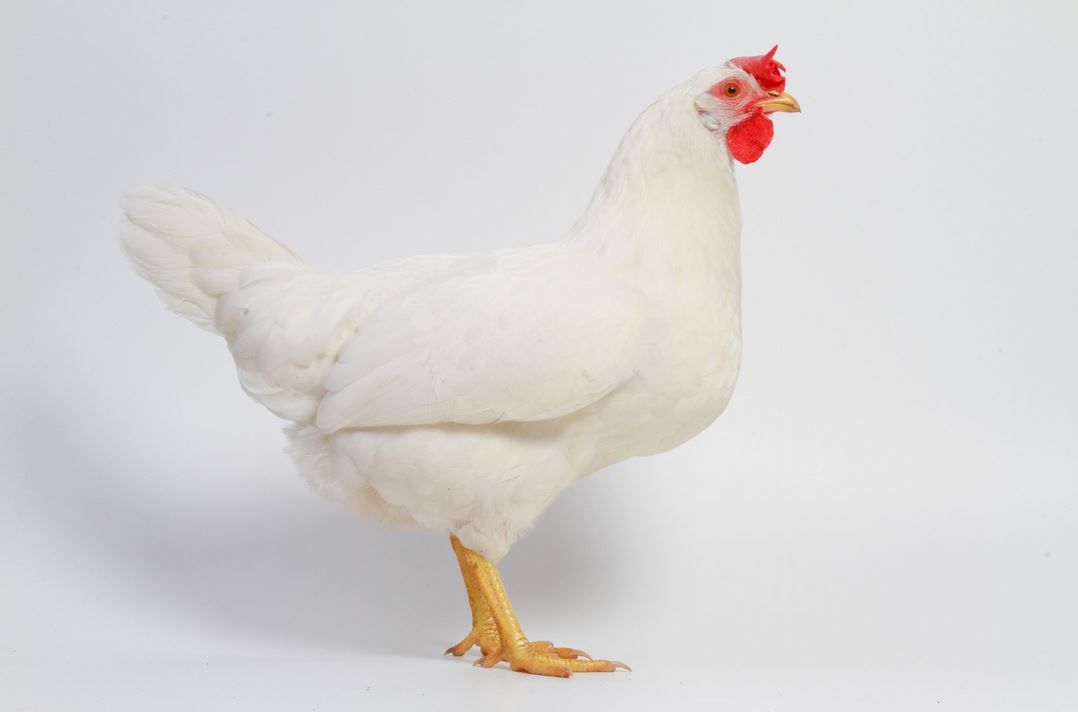 leghorn-nosnica