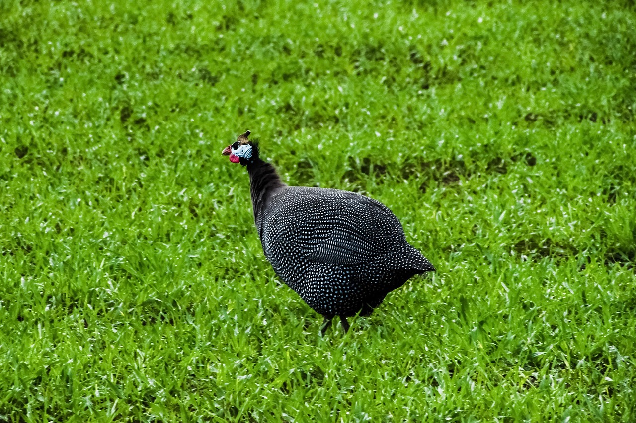 perlicka