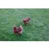 3493 8 ochranna siet proti dravcom kerbl 5x10m p9