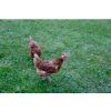 3493 9 ochranna siet proti dravcom kerbl 5x10m p10