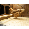 1677 5 polly duplex 4xl 12
