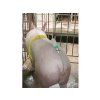 3394 1 autoinseminator pro prasnice kerbl a i buddy 02