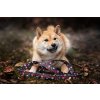 DottyDoggie.cz - vodítko HOROR