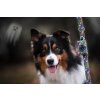 DottyDoggie.cz - vodítko KROTITELÉ DUCHŮ