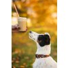 DottyDoggie.cz - obojek PUMPKIN SPICE