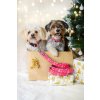 DottyDoggie.cz - obojek MERRY PINKMAS