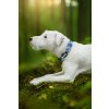 DottyDoggie.cz - obojek IJÁČEK