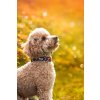 DottyDoggie.cz - obojek PODZIMNÍ LISTÍ