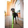 DottyDoggie.cz - obojek HEXA NEONOVĚ ZELENÁ