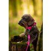 DottyDoggie.cz - obojek HEXA NEONOVĚ RŮŽOVÁ