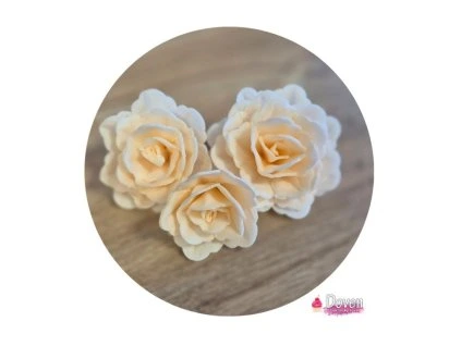 Čínska ruža pudrová(35ks)