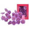 Hortenzia fialová 18ks/bal