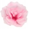 Čínska ruža- ružová 1ks