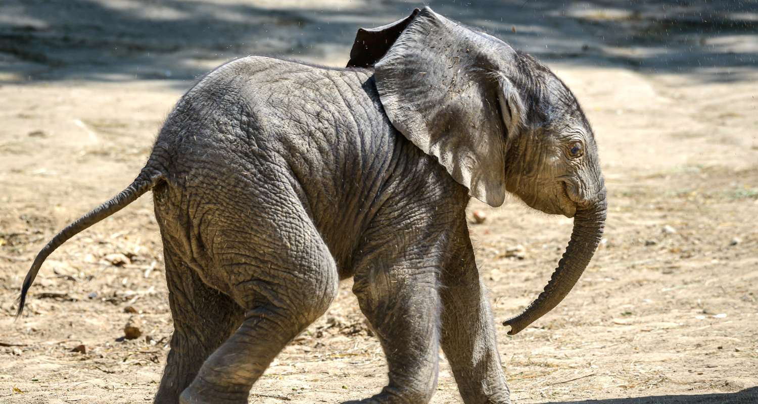 Zoo Zlín má krále, malého čiperu s dlouhým nosem