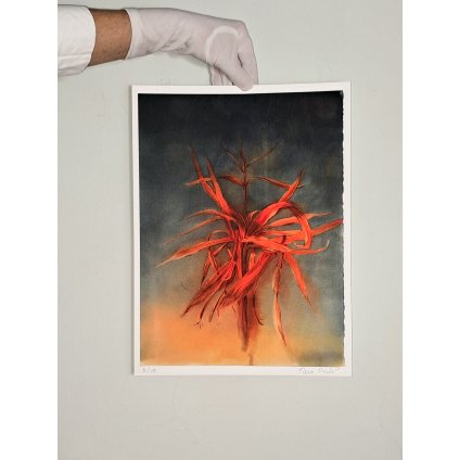 rozsekaná po bouři print 2000