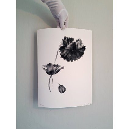 černý mak print 2000