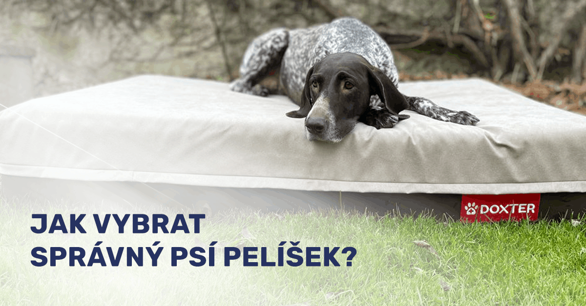 jak-vybrat-spravny-psi-pelech-matraci