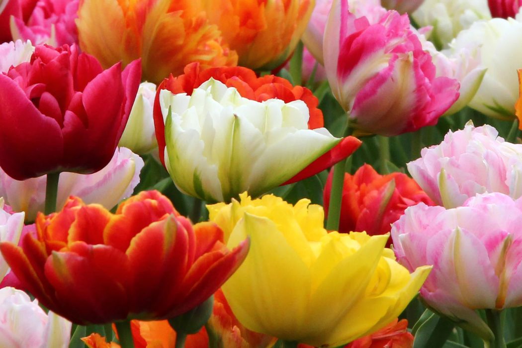 Pestovanie tulipánov