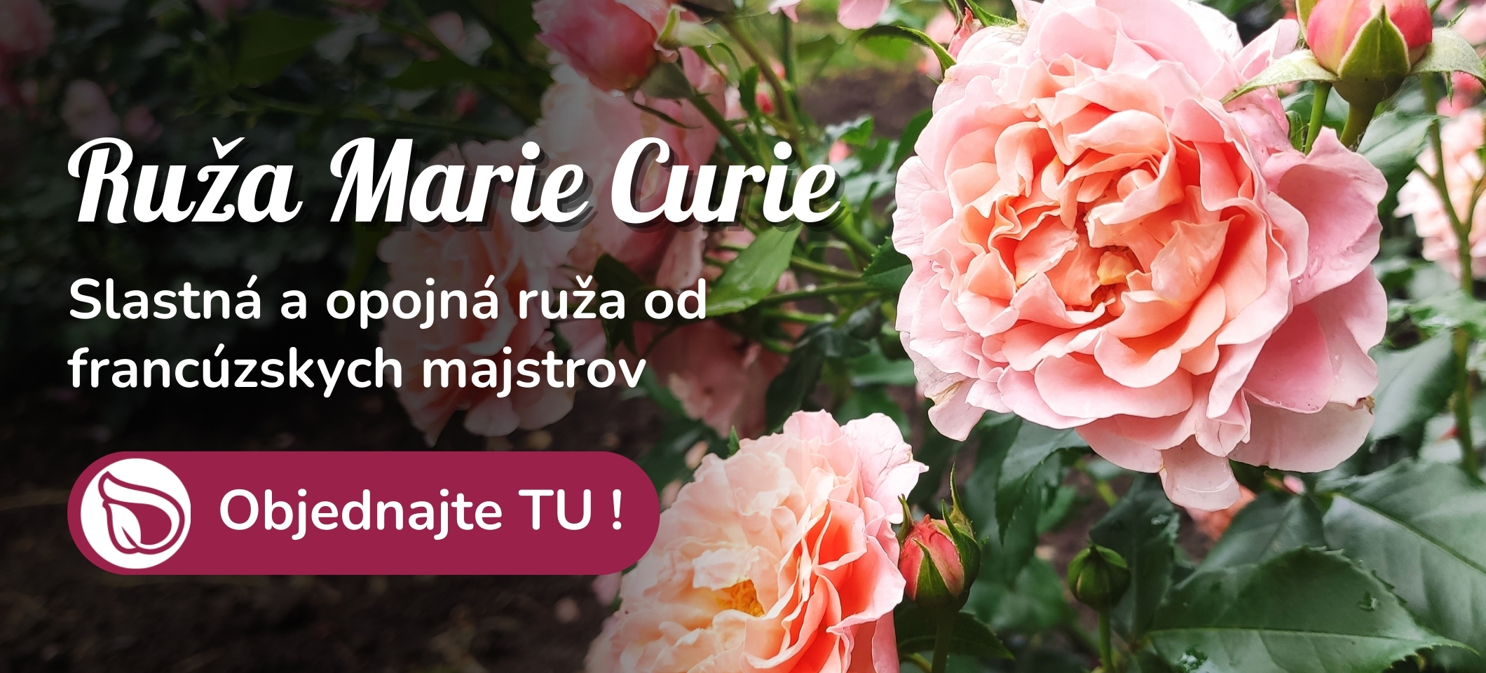 Ruža Marie Curie