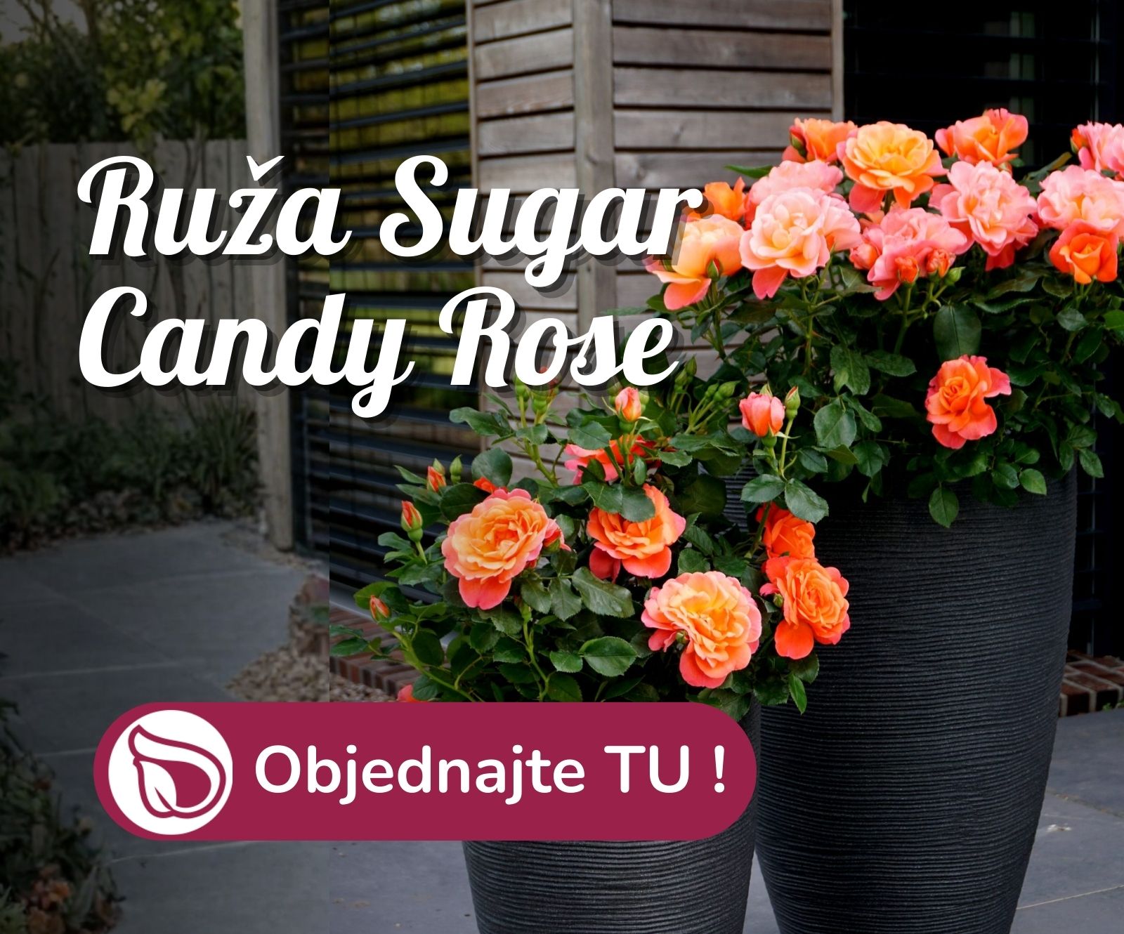Ruža Sugar Candy Rose