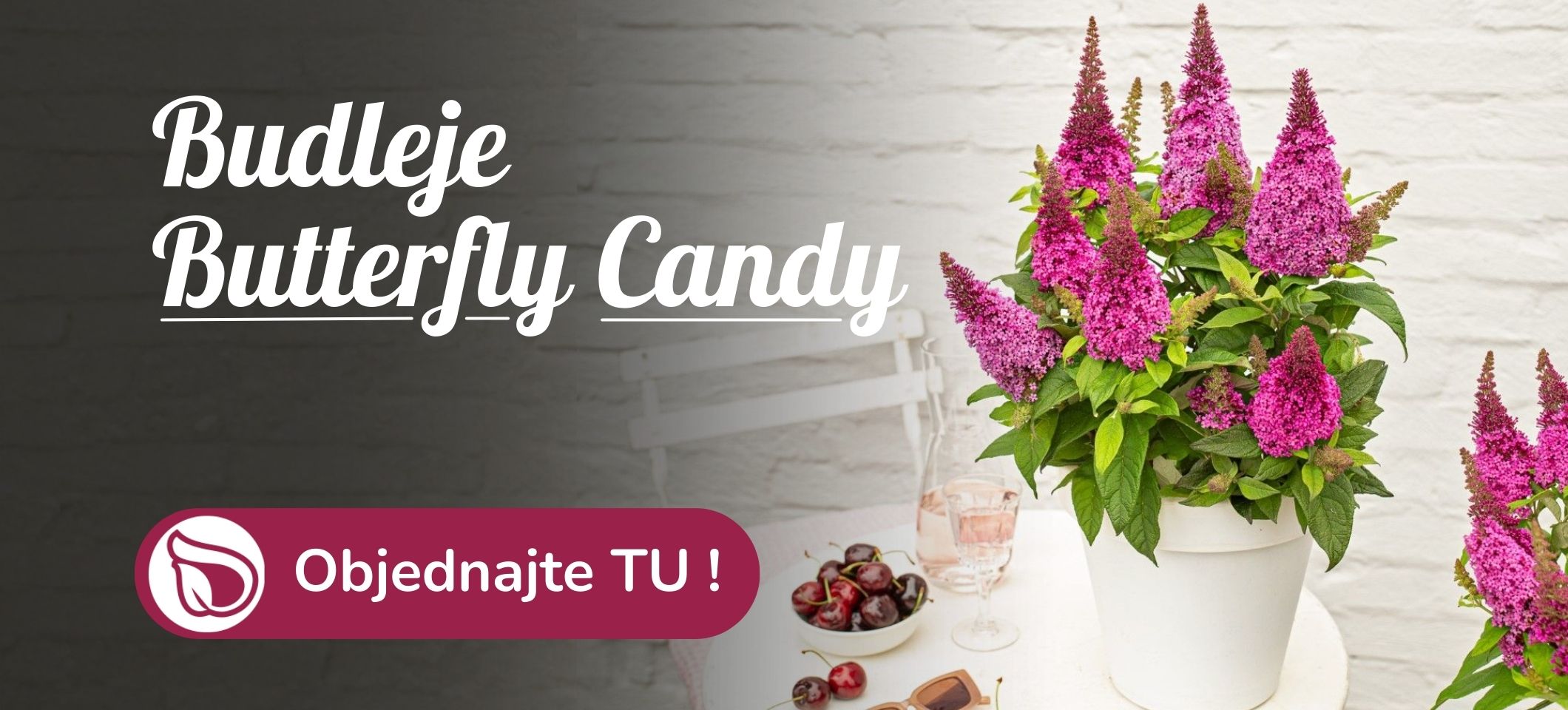 Budleje Butterfly Candy