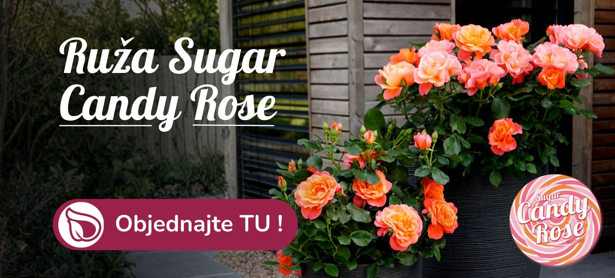 Ruža Sugar Candy Rose