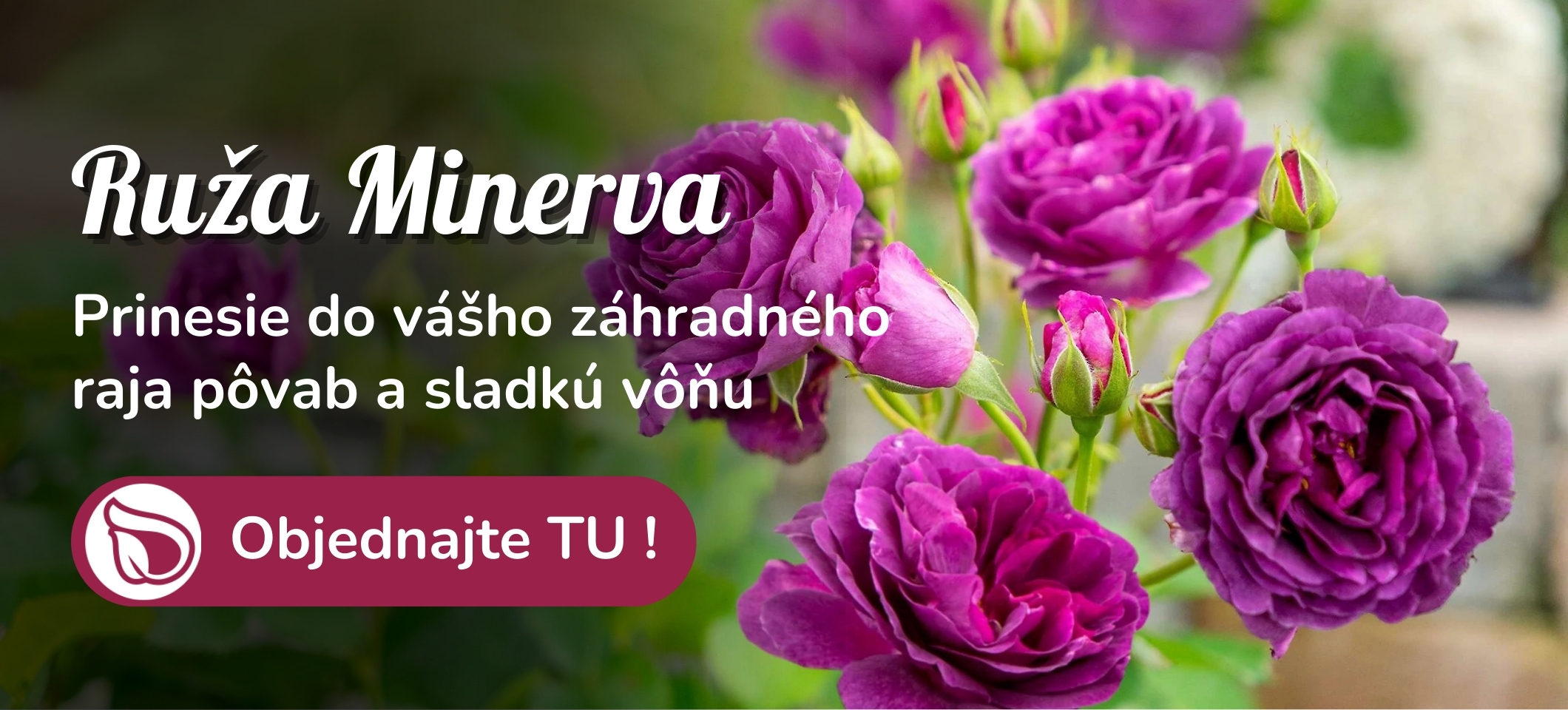 Ruža Minerva
