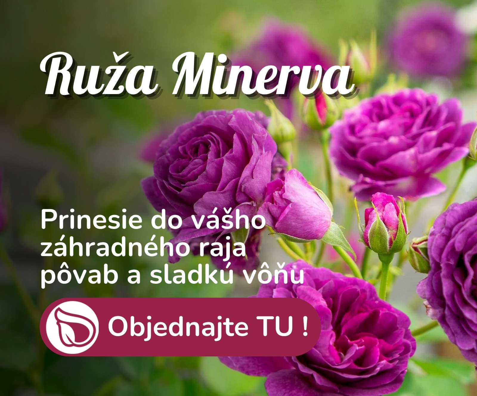 Ruža Minerva