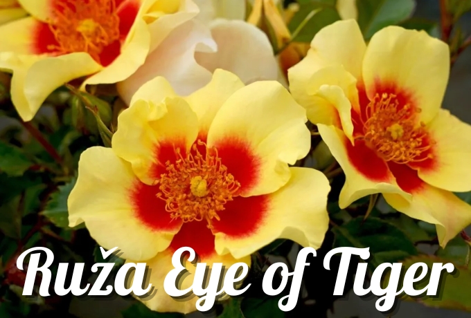 Ruža Eye of Tiger