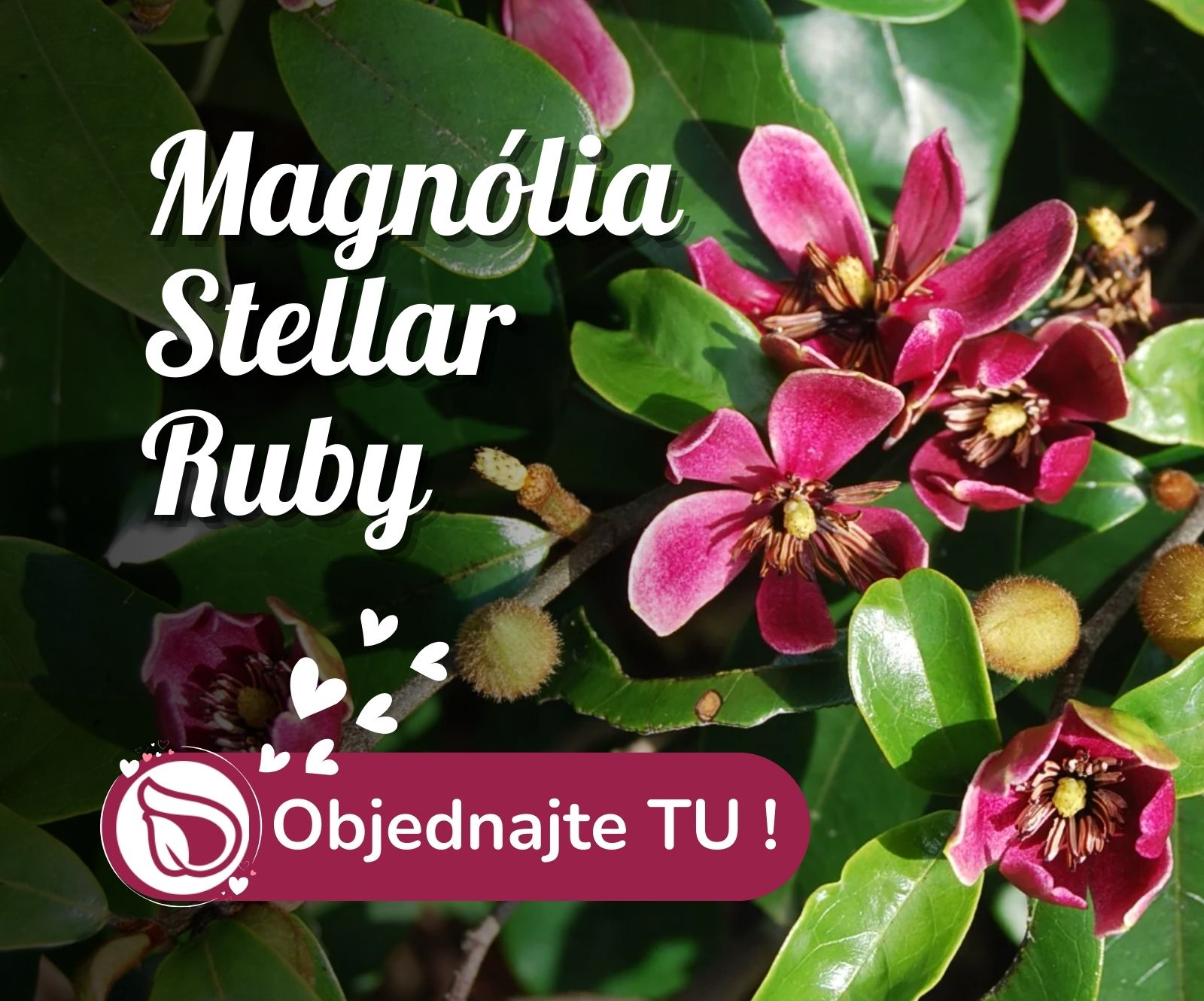 Magnólia Stellar Ruby