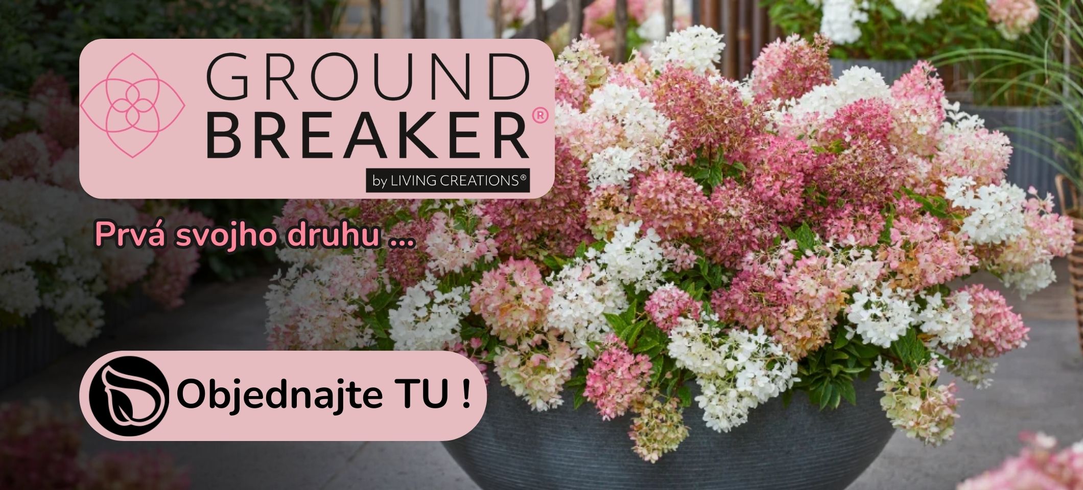 Pôdopokryvná hortenzia Groundbreaker